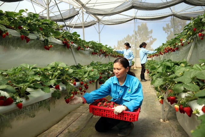 Tháo gỡ khó khăn trong hoạt động của kinh tế tập thể, hợp tác xã -0