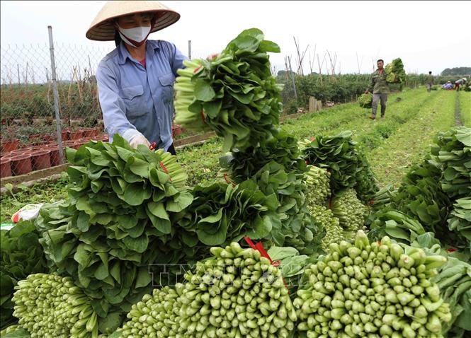 Tháo gỡ khó khăn trong hoạt động của kinh tế tập thể, hợp tác xã -0