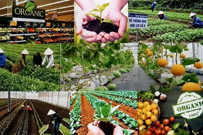 Nhiều nông sản Việt Nam đã có mặt trên thị trường thế giới
