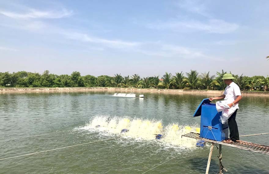 Ảnh: Ông Nguyễn Văn Lâm, xóm Trung Đồng, xã Hải Đông, huyện Hải Hậu, tỉnh Nam Định đã chuyển đổi sản xuất thành công nhờ nguồn vốn vay từ Agribank. Ảnh: Nguyên Vũ