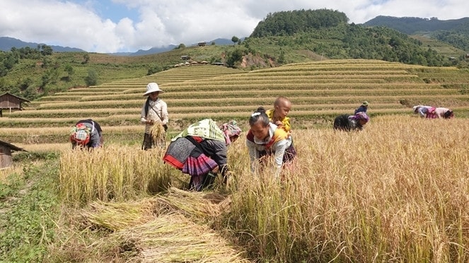 Lễ cúng cơm mới là nghi thức không thể thiếu sau mỗi vụ mùa