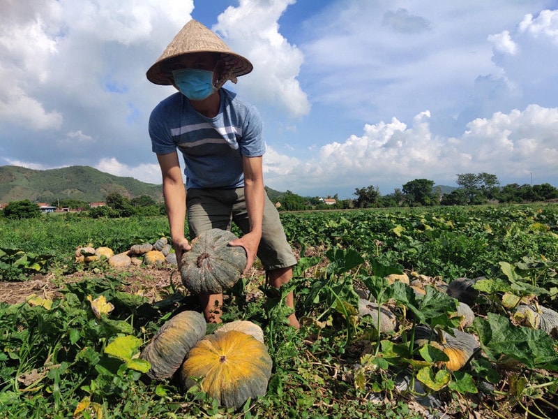 Phát triển hợp tác xã kiểu mới, tiến tới làm chủ chuỗi giá trị nông nghiệp hiệu quả -0