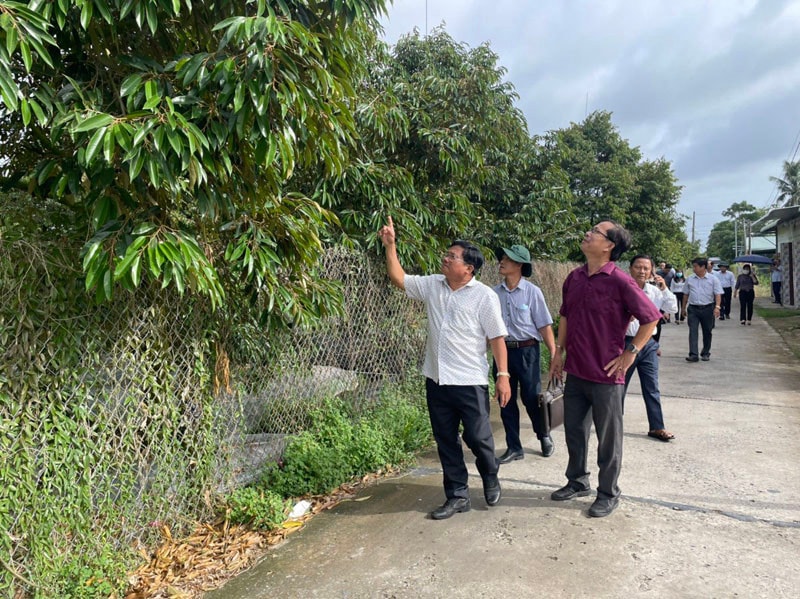 Ban Kinh tế - Ngân sách HĐND tỉnh Bến Tre khảo sát chuỗi sầu riêng và chuỗi chôm chôm tại huyện Chợ Lách - ảnh TRẦN NHỰT