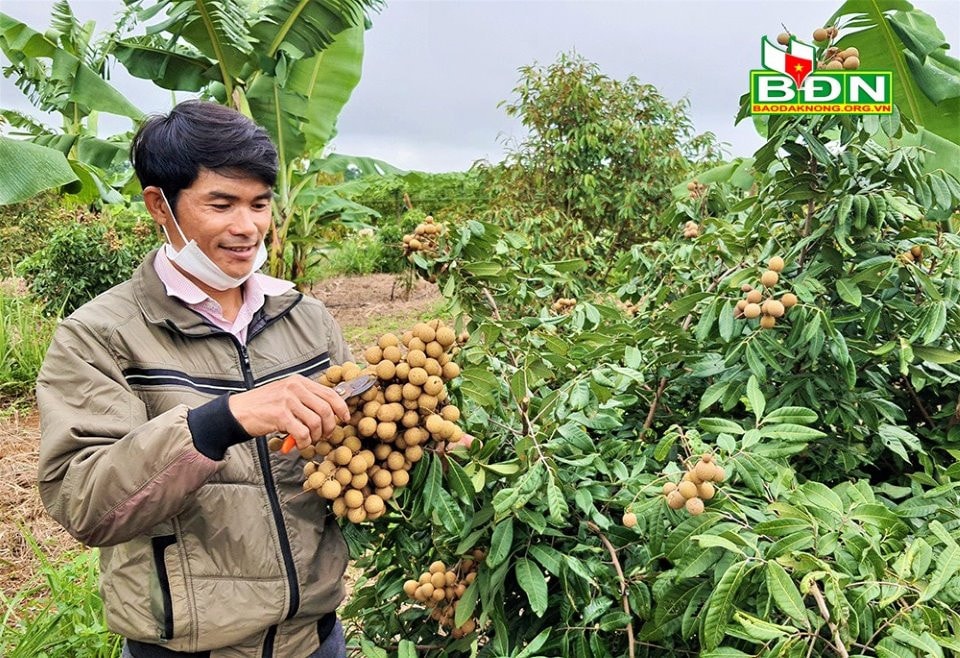 Nhãn Hương Chi được gia đình anh Đặng Ngọc Hương trồng xen trong vườn cà phê, sầu riêng, cho hiệu quả kinh tế cao - Nguồn: http://baodaknong.org.vn/