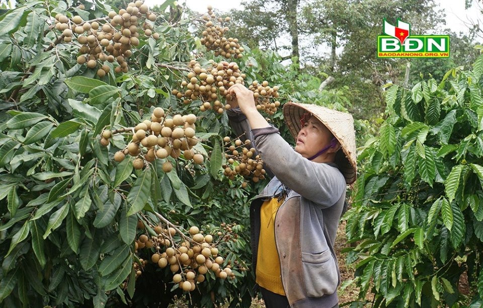 Nhãn Hương Chi được trồng xen trong vườn cà phê, cho hiệu quả kinh tế cao - Nguồn: http://baodaknong.org.vn/