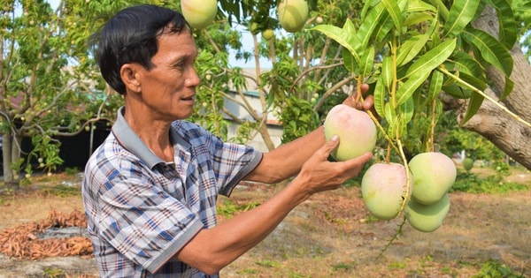 Xoài là một trong những nông sản chủ lực của tỉnh Đồng Nai. Nguồn: ITN 
