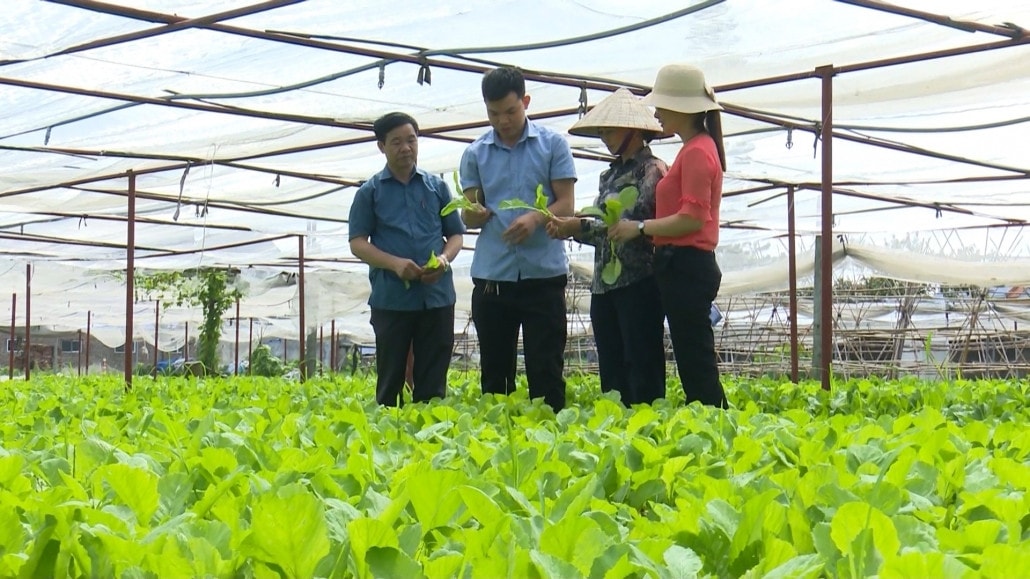 Mô hình trồng rau chất lượng cao của HTX dịch vụ nông nghiệp Đông Cao, thị xã Phổ Yên