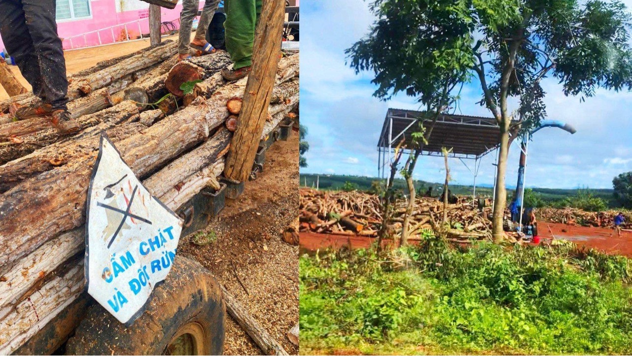 Băm gỗ xuất khẩu, rừng tự nhiên tại Gia Lai đang thành củi vụn -0