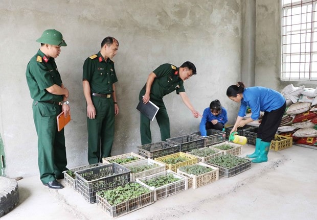 Trí thức trẻ hiến kế từ mô hình trồng huyền sâm -0
