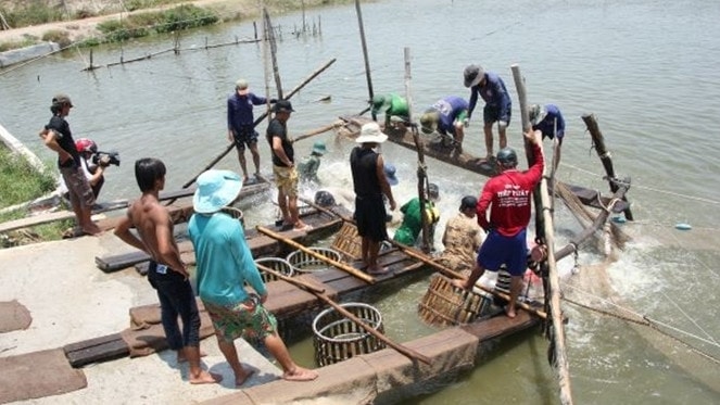 Ngành cá tra phát triển tạo công ăn việc việc làm cho hàng ngàn nông dân ĐBSCL Hành trình kỳ diệu của cá tra -0