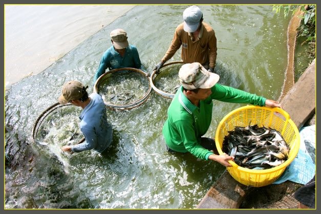 Hành trình kỳ diệu của cá tra -0