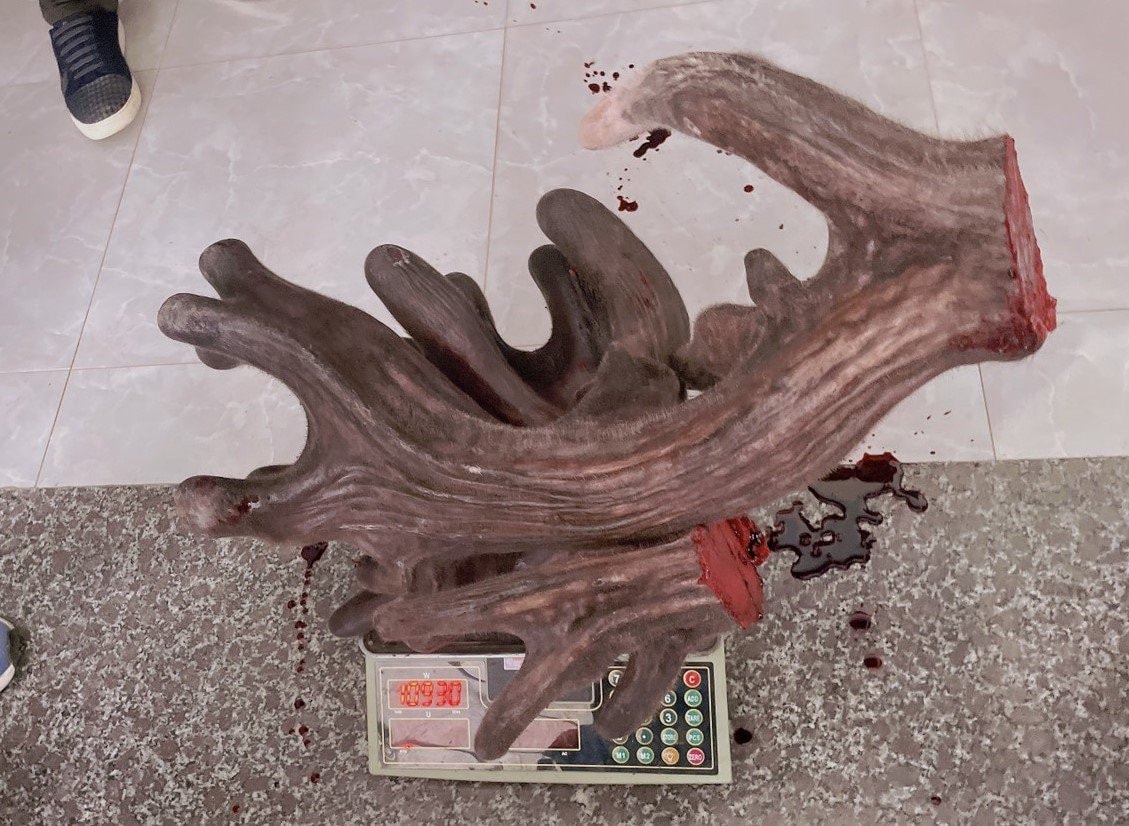 Cặp nhung nai nặng gần 11 kg bán hàng trăm triệu đồng -0