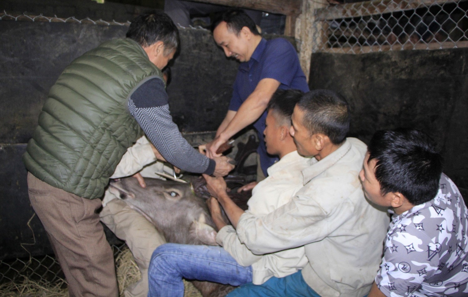 Cặp nhung nai nặng gần 11 kg bán hàng trăm triệu đồng -0