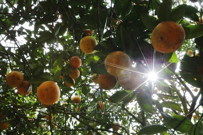 Cam Cao Phong - đặc sản của Hòa Bình - Ảnh: Trọng Đạt