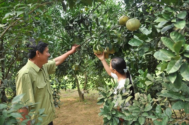 Mô hình trồng cây có múi hiệu quả giúp các hộ gia đình ở Hòa Bình vươn lên làm giàu.