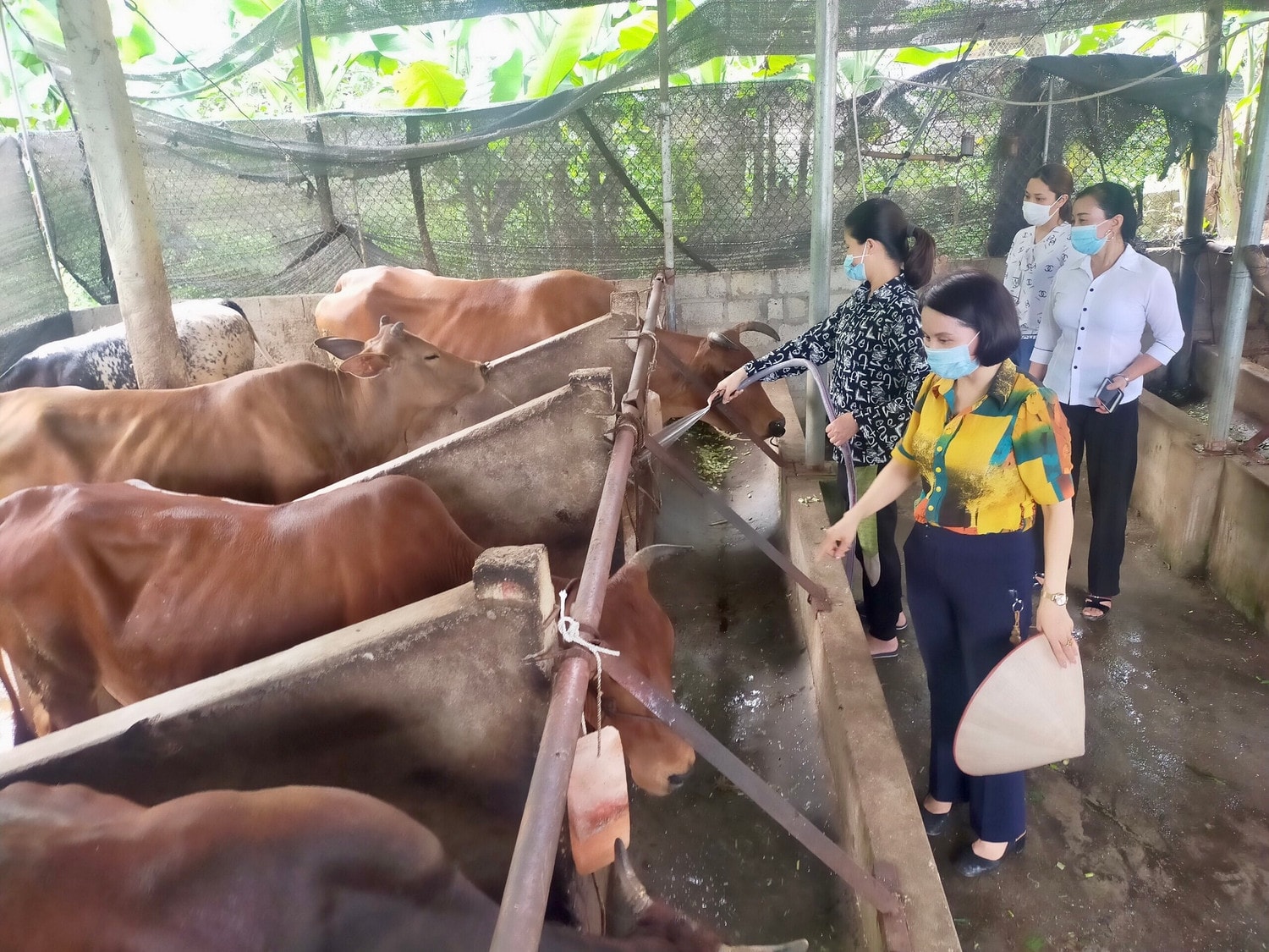 Hội phụ nữ huyện Trấn Yên thăm mô hình nuôi bò hàng hóa tại xã Vân Hội 22.jpg -0