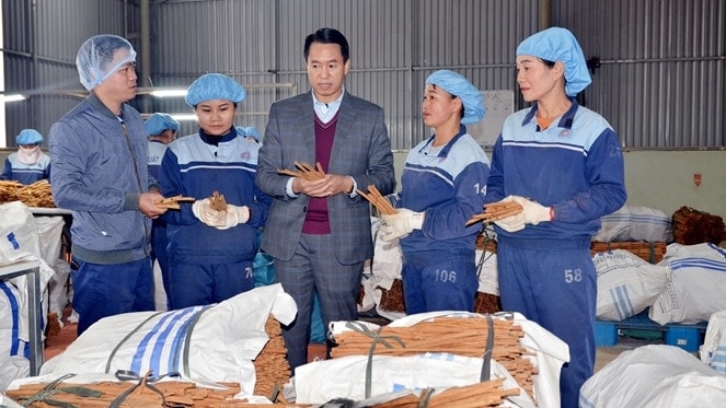 Bí thư Huyện uỷ Văn Yên Luyện Hữu Chung kiểm tra sản phẩm quế của Công ty TNHH Hương gia vị Sơn Hà - ảnh Thanh Tân