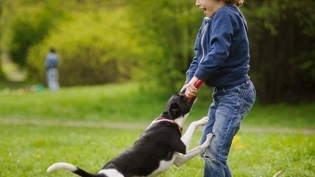 Nguy hiểm tính mạng nếu chủ quan khi bị chó cắn -0