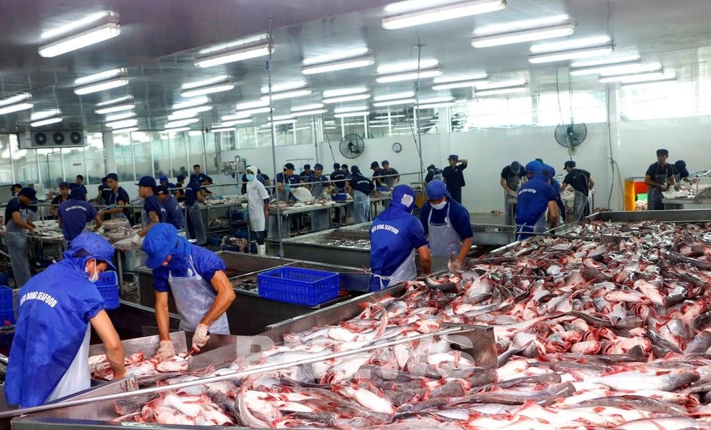 Năm 2022 là một năm được mùa của ngành hàng cá tra
