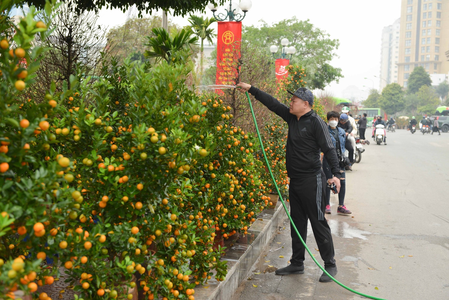 Đào, quất phục vụ người dân chơi tết Quý Mão khoe sắc trên đường phố Hà Nội -0