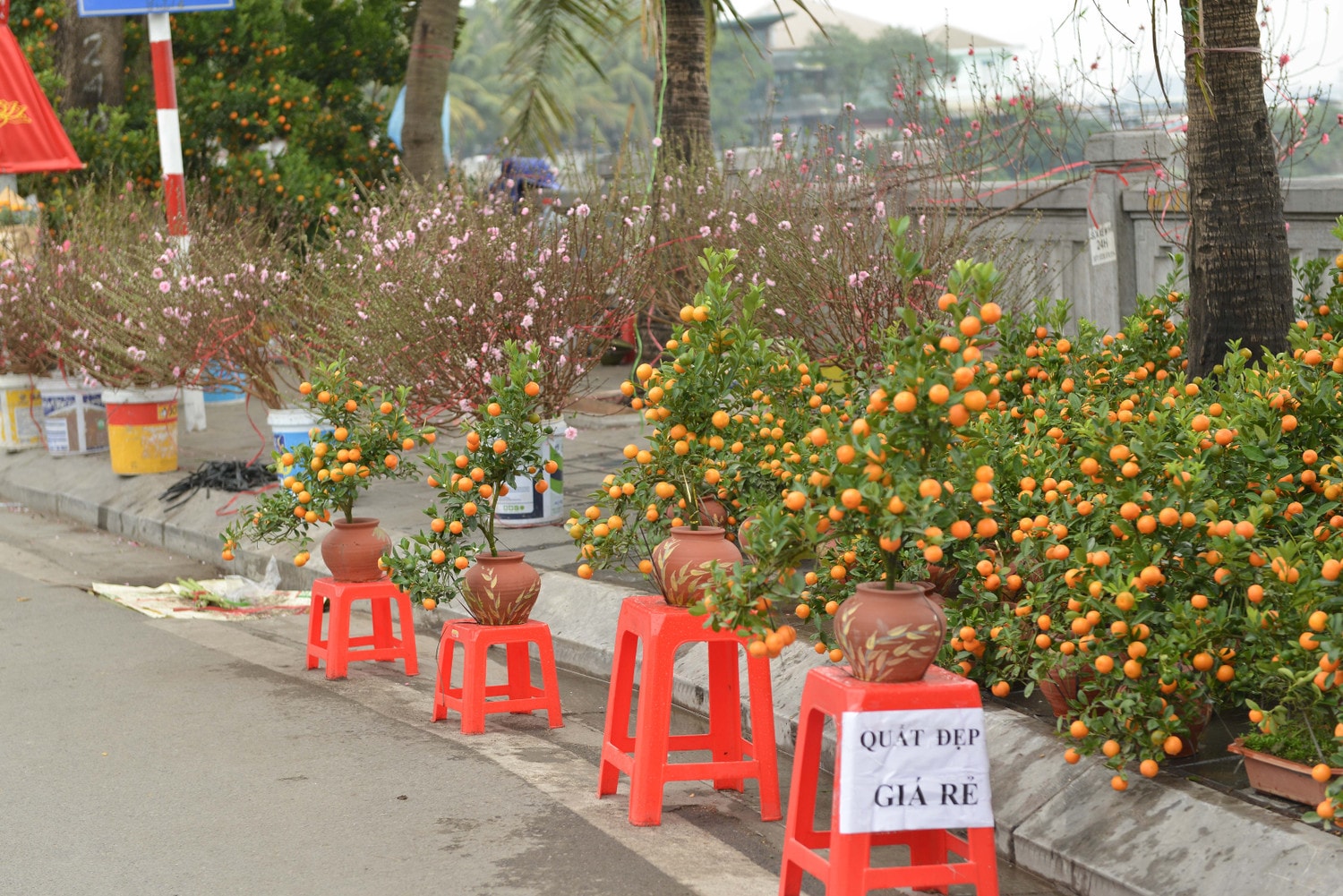 Đào, quất phục vụ người dân chơi tết Quý Mão khoe sắc trên đường phố Hà Nội -0