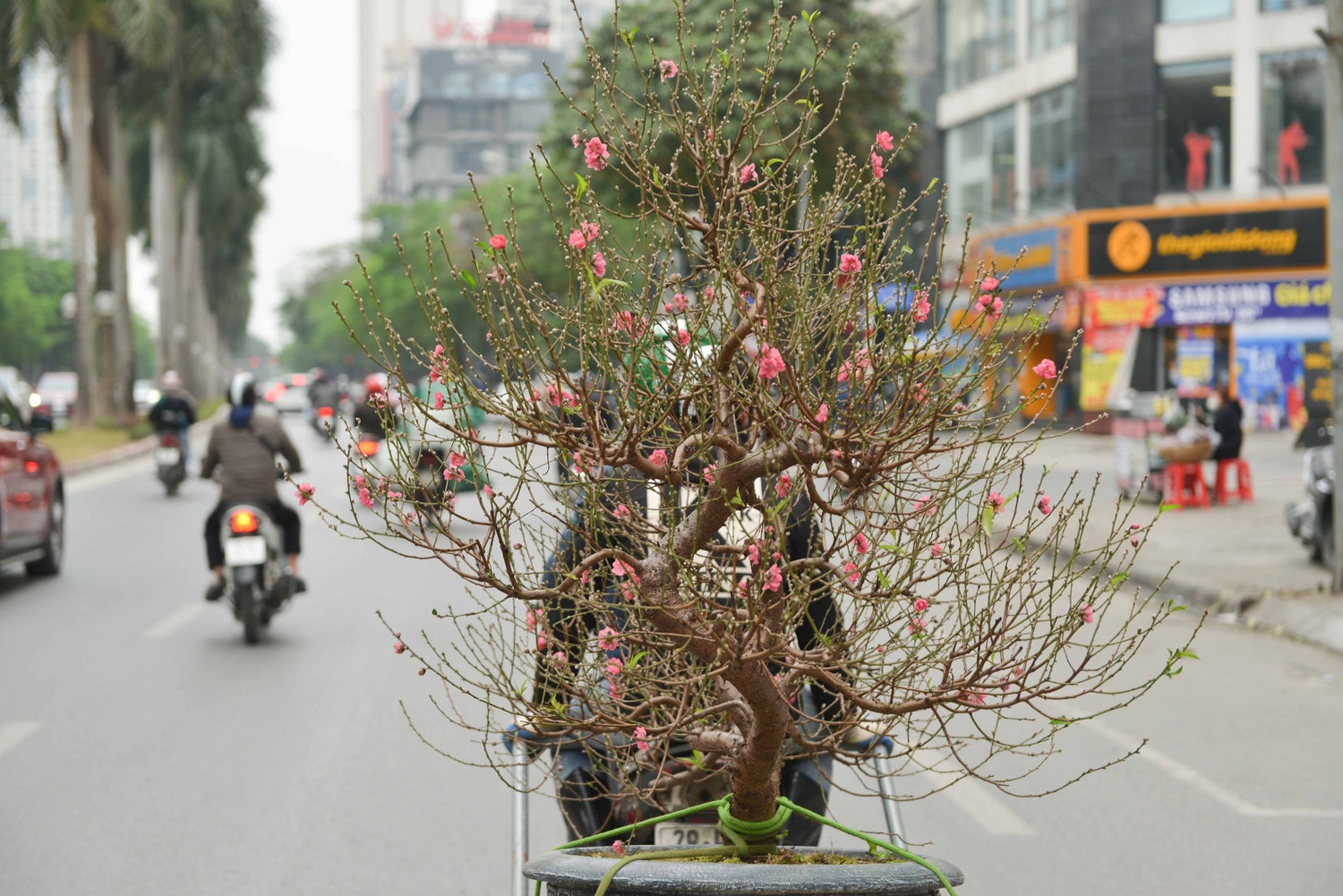 Đào, quất phục vụ người dân chơi tết Quý Mão khoe sắc trên đường phố Hà Nội -0