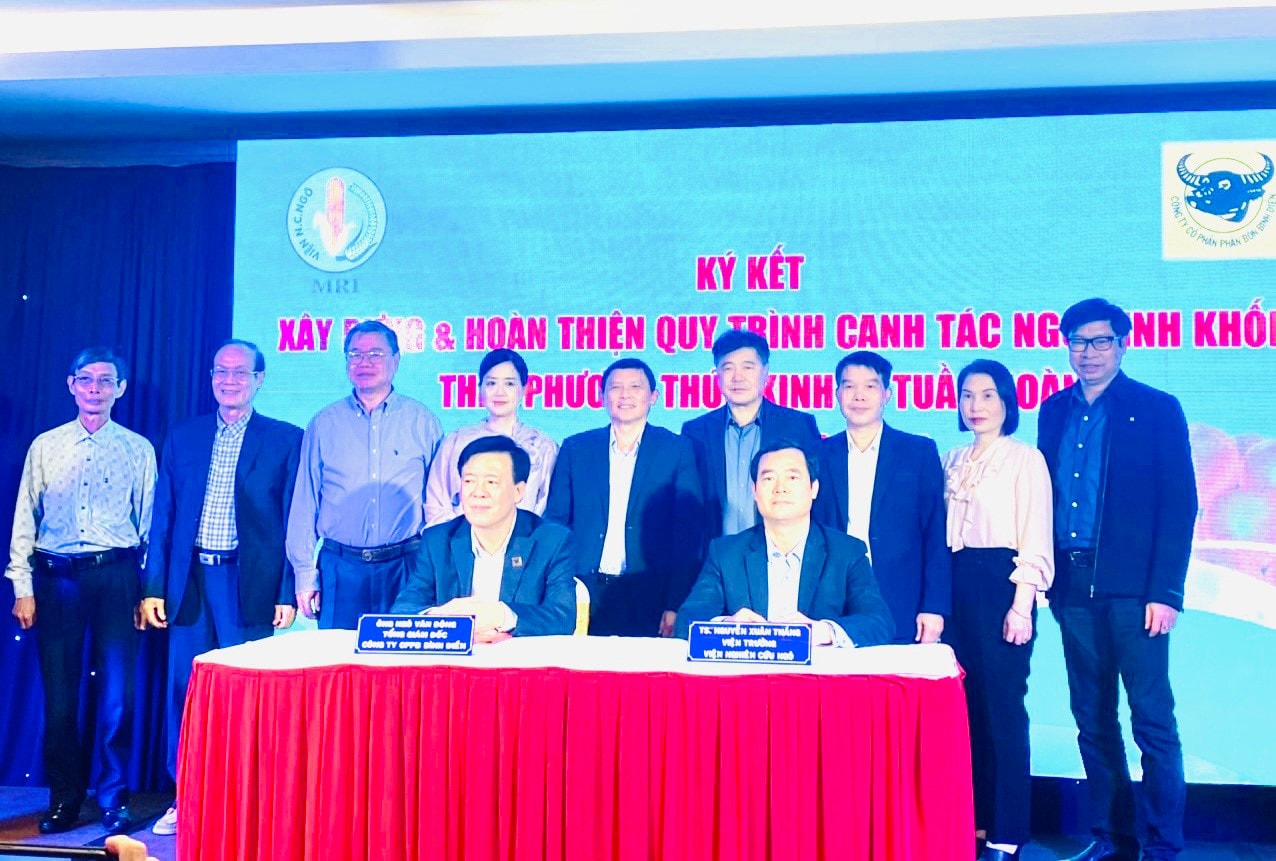 Xây dựng và hoàn thiện quy trình canh tác ngô sinh khối theo mô hình kinh tế tuần hoàn -0