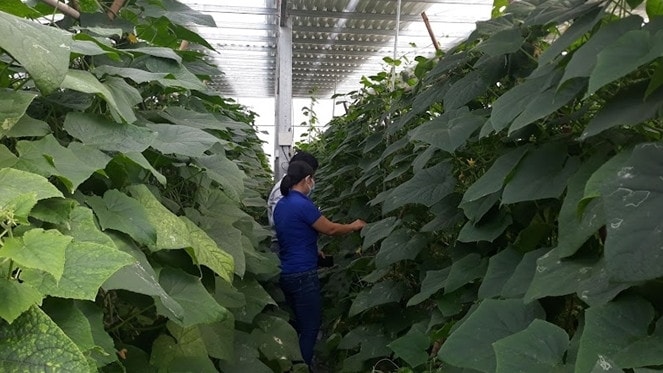 Quỹ Hỗ trợ phát triển hợp tác xã sẽ giúp các hợp tác xã tiếp cận vốn thuận lợi hơn. Ảnh: Minh Châu