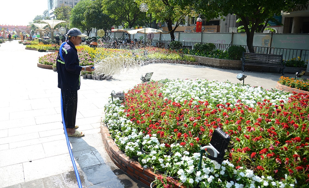 Khu vực trồng hoa được chăm sóc rất kỹ. TP. Hồ Chí Minh: Những hình ảnh đầu tiên trên đường hoa Nguyễn Huệ