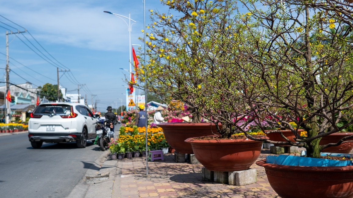 Không khí tết rộn ràng ở chợ hoa TP.Thuận An - Bình Dương -0