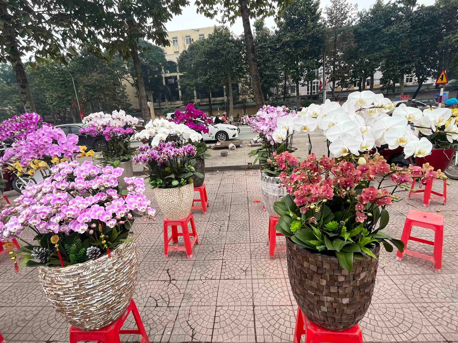 Thành Vinh chào Xuân 2023 -0