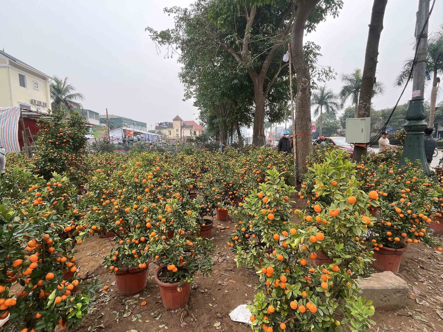 Thành Vinh chào Xuân 2023 -0