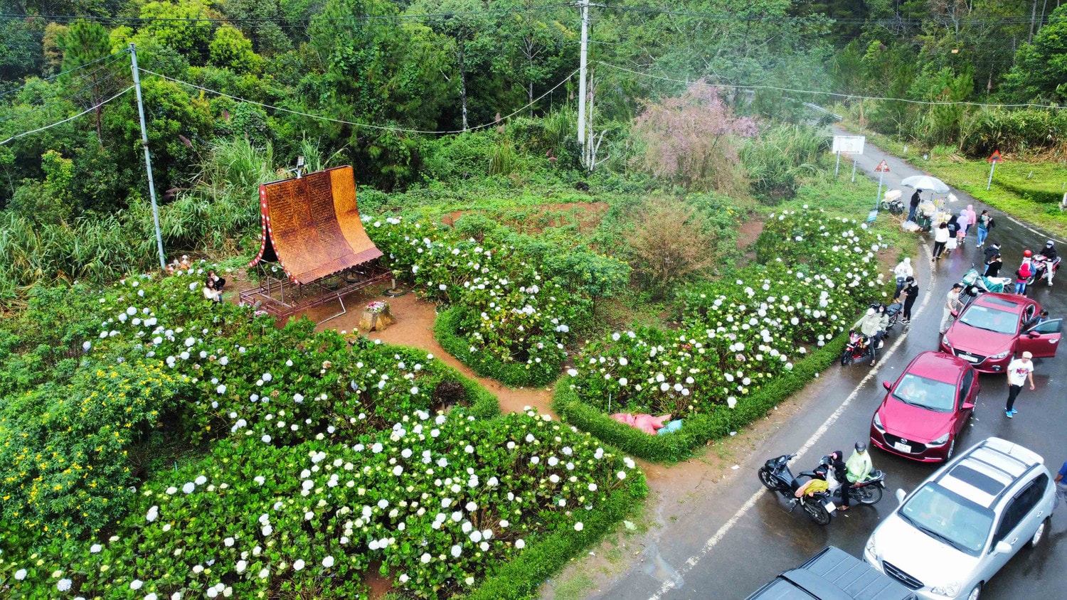 Du khách đến Măng Đen ngắm hoa mai anh đào khoe sắc Xuân -0