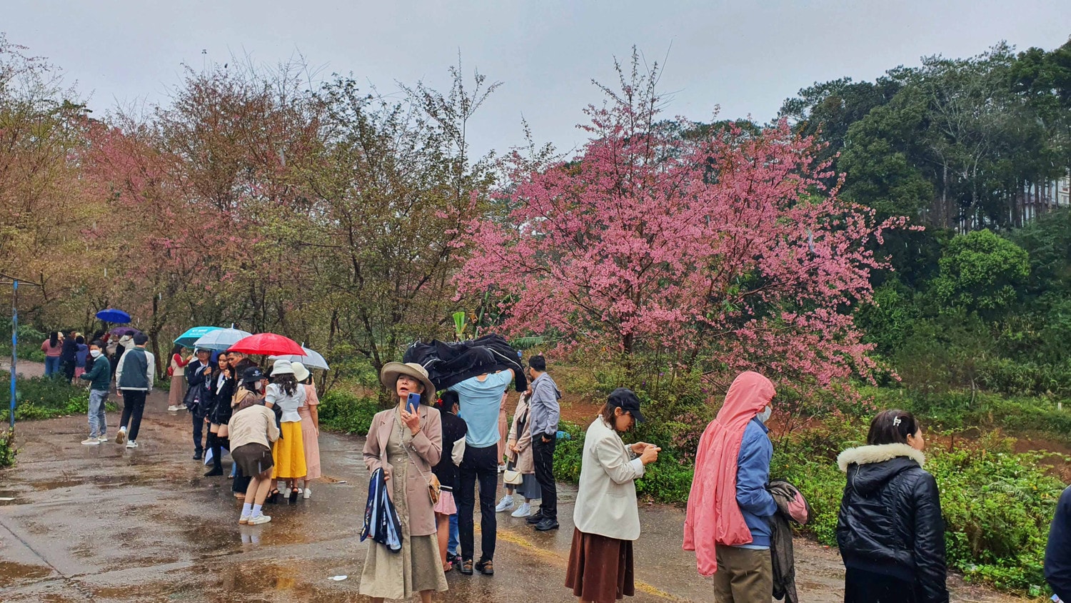 Du khách đến Măng Đen ngắm hoa mai anh đào khoe sắc Xuân -0