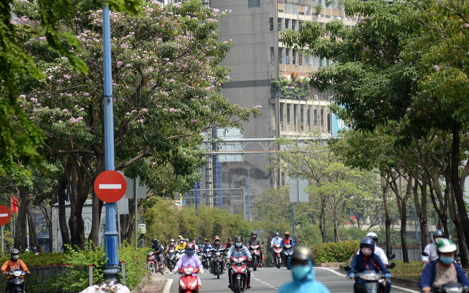 Mùa hoa kèn hồng nở sớm, khoe sắc trên những cung đường ở TP. Hồ Chí Minh ảnh 2 Mùa hoa kèn hồng nở sớm, khoe sắc trên những cung đường ở TP. Hồ Chí Minh ảnh 2