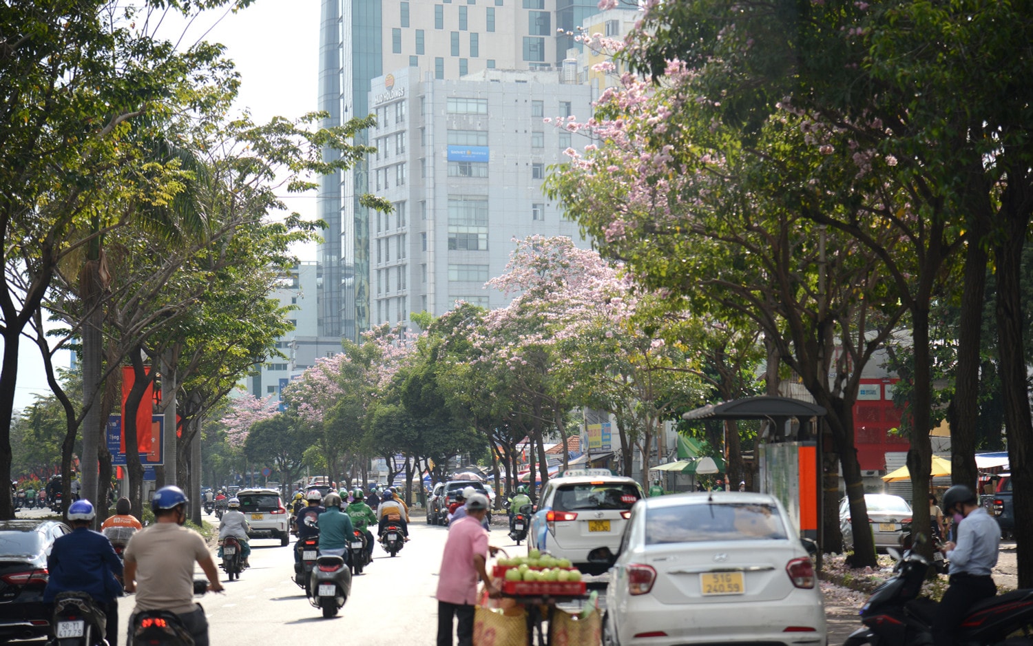Hoa kèn hồng tạo ra màu sắc khác lạ cho con đường quen thuộc mỗi ngày của người dân TP. Hồ Chí Minh Hoa kèn hồng tạo ra màu sắc khác lạ cho con đường quen thuộc mỗi ngày của người dân TP. Hồ Chí Minh