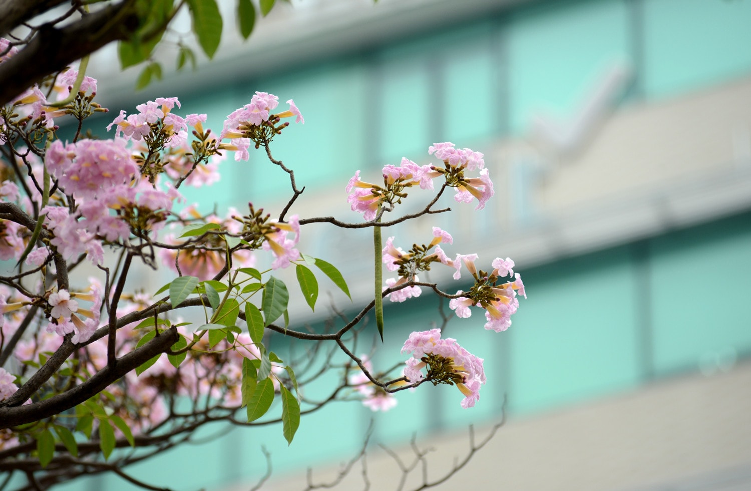 Hoa có hình dạng giống chiếc chuông, màu hồng phấn tựa như hoa anh đào, mọc thành từng chùm từ 10 - 20 bông trên đầu cành Hoa có hình dạng giống chiếc chuông, màu hồng phấn tựa như hoa anh đào, mọc thành từng chùm từ 10 - 20 bông trên đầu cành