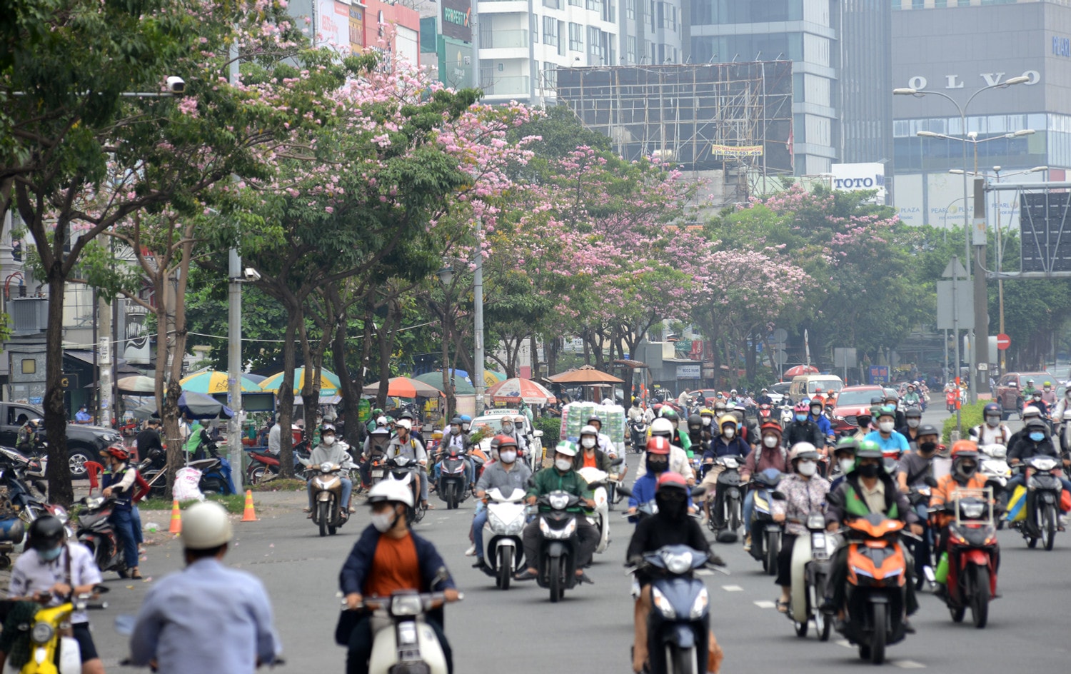 Khoảng 1 tuần trở lại đây, hoa kèn hồng bắt đầu khoe sắc rực rỡ trên nhiều tuyến đường tại TP. Hồ Chí Minh Khoảng 1 tuần trở lại đây, hoa kèn hồng bắt đầu khoe sắc rực rỡ trên nhiều tuyến đường tại TP. Hồ Chí Minh