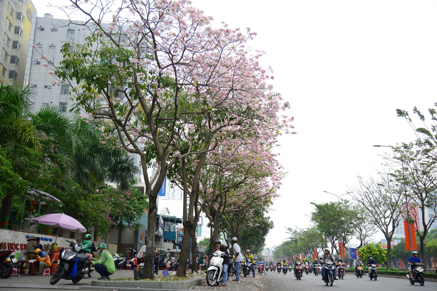 Những ngày này, các tuyến đường như đại lộ Võ Văn Kiệt, Điện Biên Phủ (quận Bình Thạnh), Hàm Nghi (quận 1), Tố Hữu (quận 2)...hoa kèn hồng đang bung nở rực rỡ tk (11).jpg -0