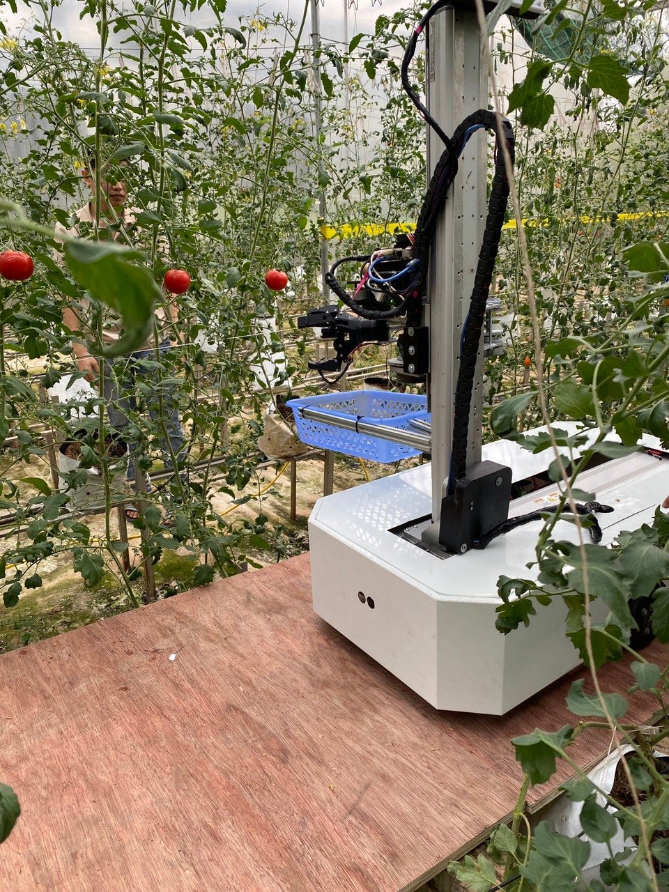Giảng viên ĐH Công nghệ chế tạo thành công sản phẩm robot thu hoạch hoa quả trong nhà kính
