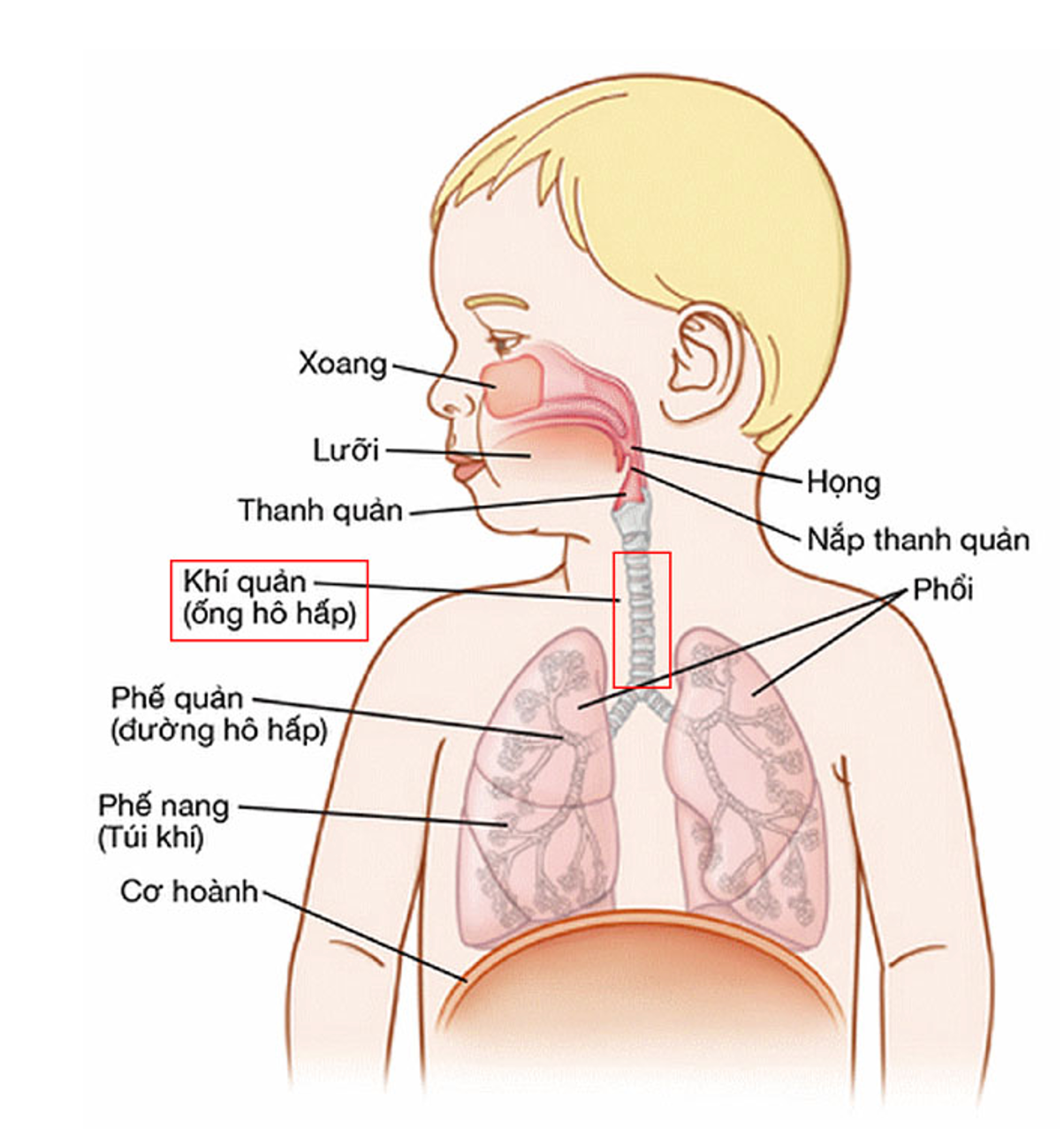 Nghĩ con ho, khò khè do viêm phổi nhưng không ngờ mắc bệnh nguy hiểm tính mạng -0