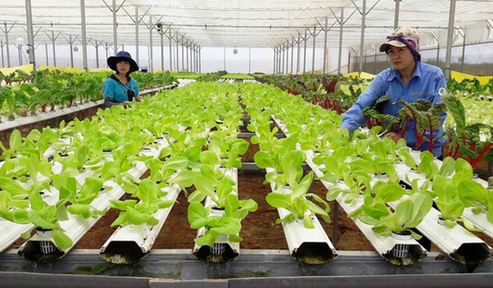 Hà Nội phấn đấu có hơn 3.000 hợp tác xã vào năm 2030 -0