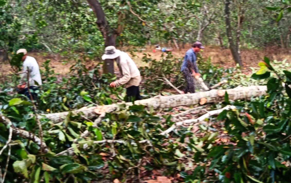 Các đối tượng thực hiện hành vi chặt hạ cây trong rừng phòng hộ Khởi tố vụ án hình sự đầu tiên về nạn phá rừng phòng hộ tại Đồng Nai