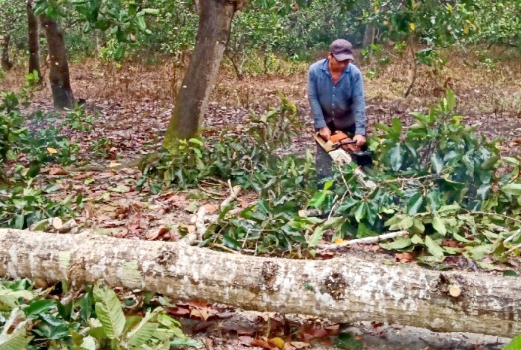Cây trong rừng phòng hộ tại phân trường Trản Táo Khởi tố vụ án hình sự đầu tiên về nạn phá rừng phòng hộ tại Đồng Nai