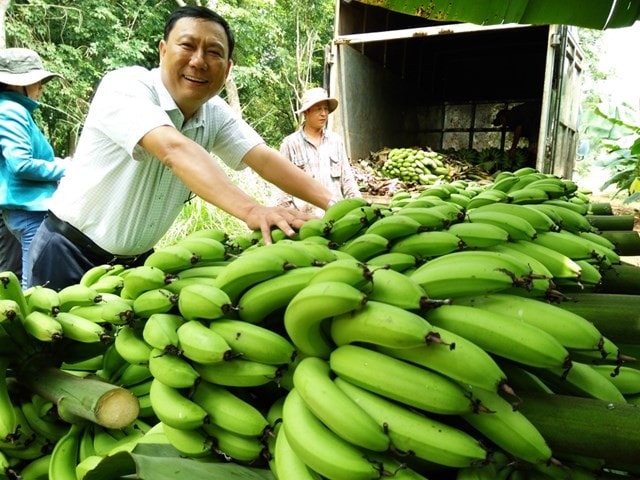 Đồng Nai dẫn đầu cả nước về xuấy khẩu chuối sang Trung Quốc -0