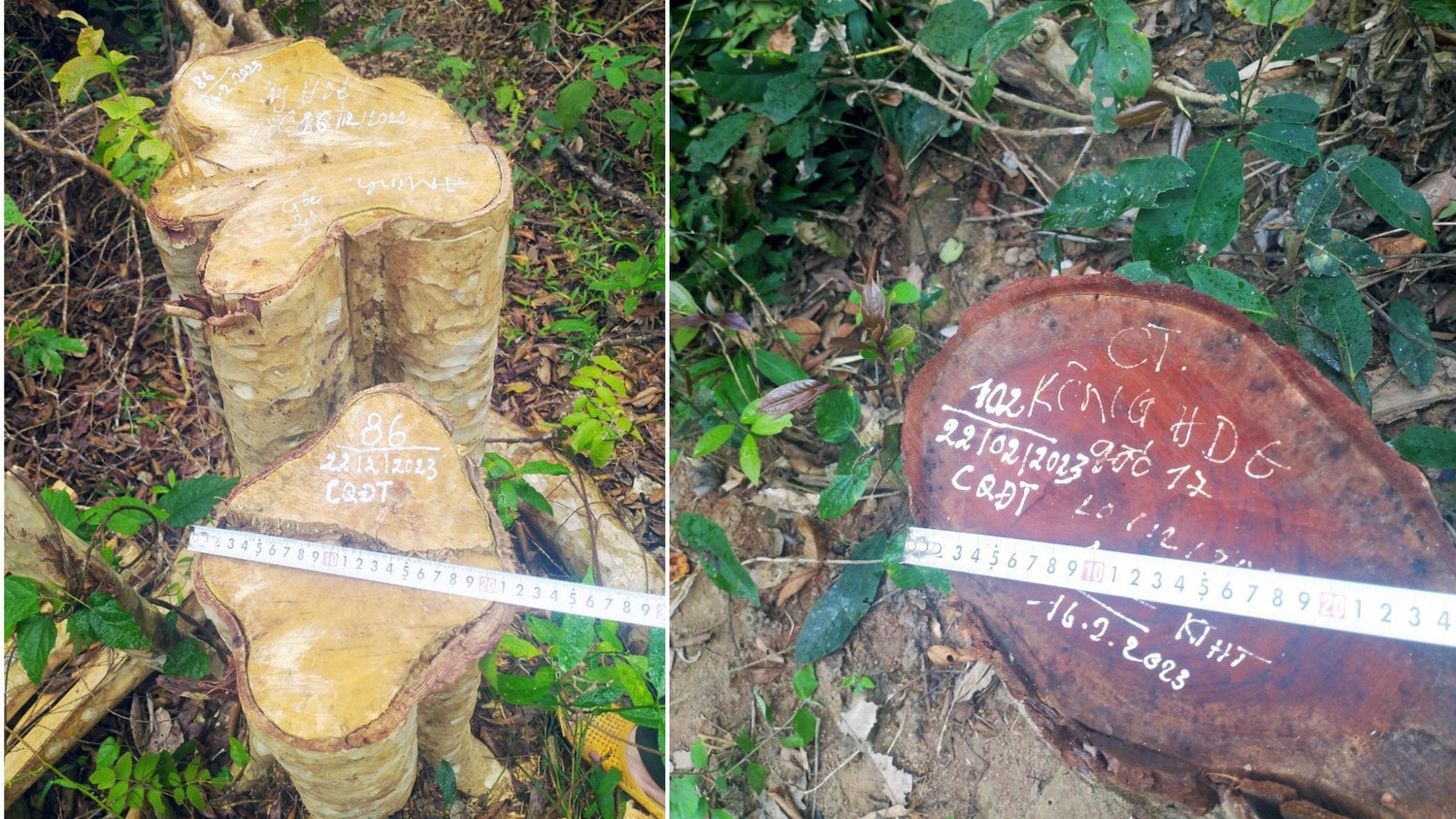 Gia Lai: Liên tiếp phát hiện nhiều vụ phá rừng, vận chuyển cây rừng trái phép -0