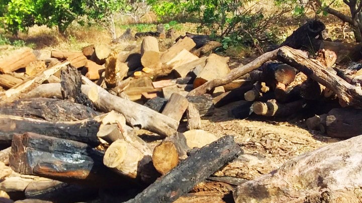 Gia Lai: Liên tiếp phát hiện nhiều vụ phá rừng, vận chuyển cây rừng trái phép -0
