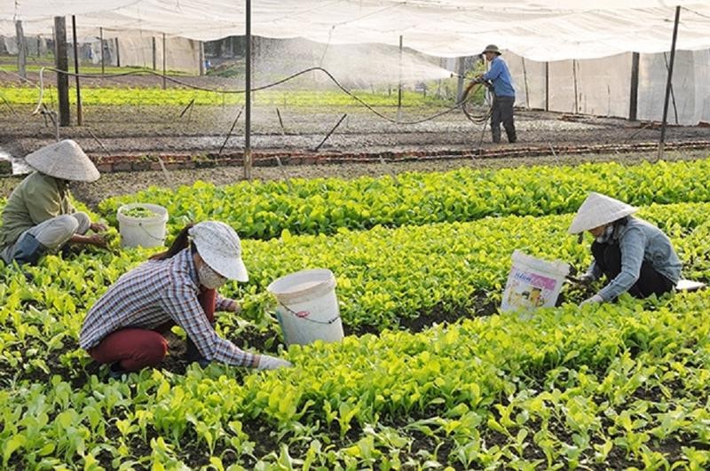 Cần Thơ không thể lập Quỹ hợp tác xã vì thiếu hướng dẫn của bộ -0