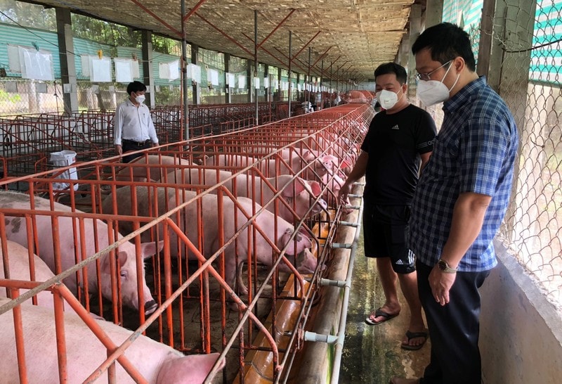 Kỳ vọng chăn nuôi lợn có thể phục hồi từ quý II.2023