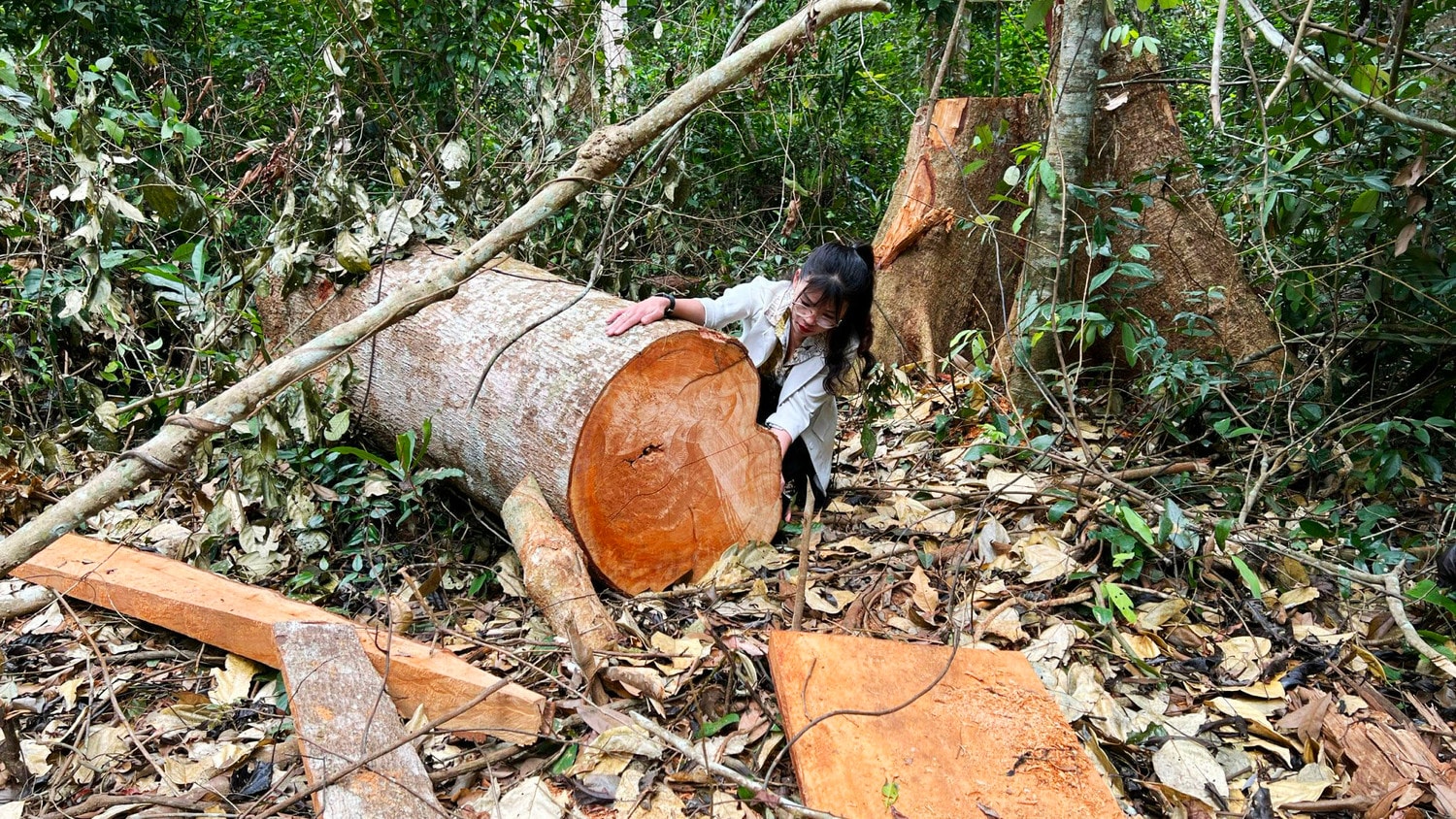 Rừng tự nhiên tại Gia Lai có nguy cơ bị xóa sổ -0